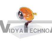 The dissection model of one side of right eyeball